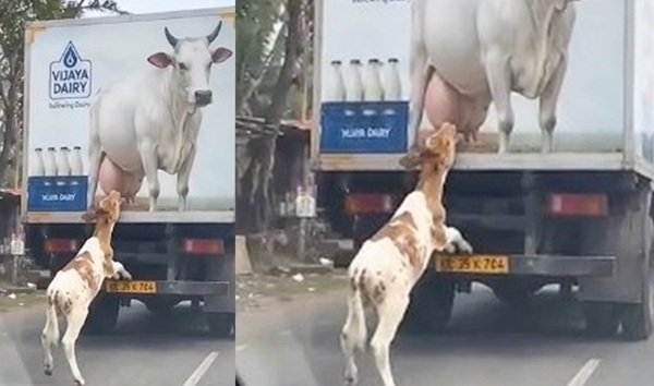 মায়ের ছোঁয়ার কোনো বিকল্প নেই' সামাজিক মাধ্যমে সাড়াজাগানো এক করুণ চিত্র