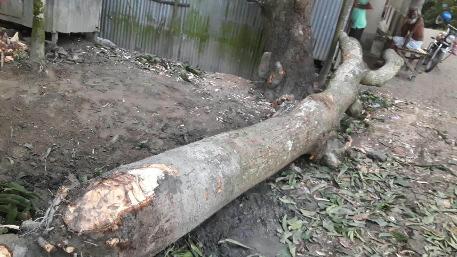 সরকারি প্রাথমিক বিদ্যালয়ের দুটি বড় আমগাছ বিক্রি করে দিলেন সাবেক প্রধান শিক্ষক খালেকুজ্জামান গং