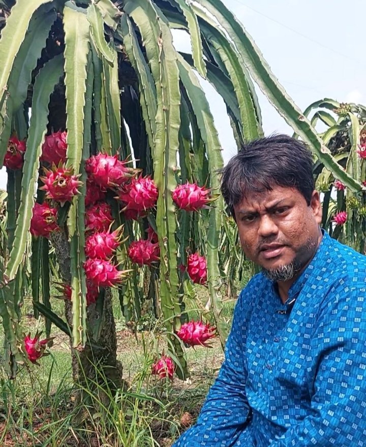 চাকরির ফাঁকে ছয় ভাইরাভাইয়ের ছয় বিঘার ফলবাগান